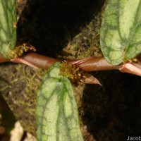 Procris repens (Lour.) B.J.Conn & Hadiah